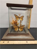 Monarch Butterflies taxidermy display.
Case is