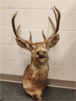 4x4 Deer head mount. Very old mount