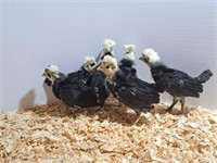 6 Chicks-White Crested Black Polish -04/07/2024