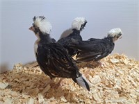 3 Chicks-1 Tolbunt Polish, 2 White Crested Black