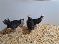 3 Chicks-White Crested Black Polish Bantam