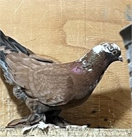 Pair-Iraqi Pigeons