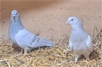 Pair-Milky Bar Roller Pigeons