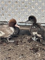 Pair-Red Crested Pochard Ducks-Rare find