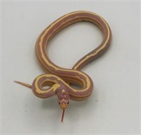 Banana King snake