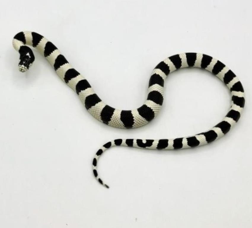 Black and White California King Snake