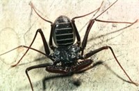 Giant tailless whip scorpion