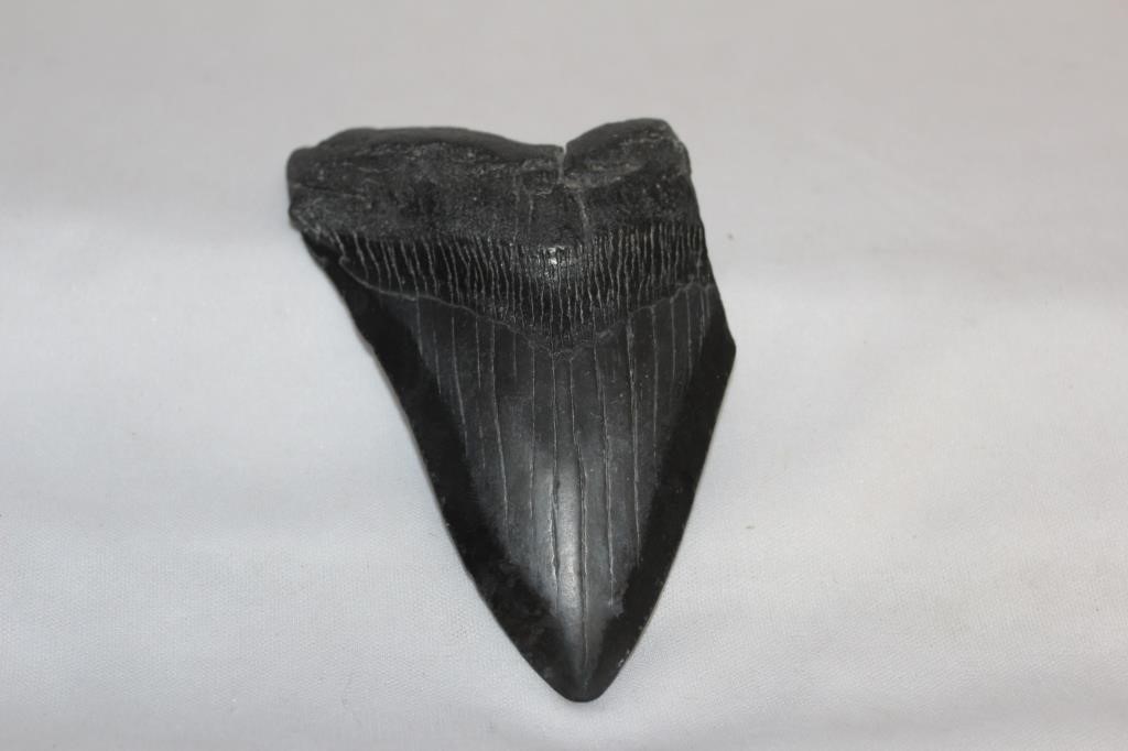 A Megalodon Tooth Fossil