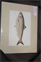 Denton Fish Etching/Illustration