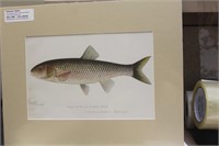 Denton Fish Lithograph