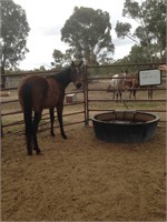 (VIC) CLOVER - QH X MARE