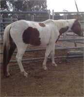 (VIC) HOLLY - PAINT X QH MARE