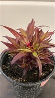 6" Celosia Kelos Fire Magenta