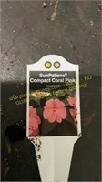 6" Sunpatiens compact coral pink