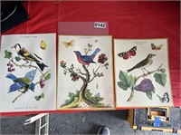 Vintage Bird Prints U232