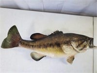 Bass Fish Mount Taxidermy