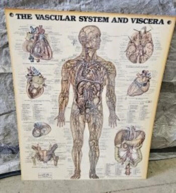 human anatomy poster chart
