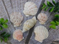 SEA SHELLS ROCK STONE LAPIDARY SPECIMEN