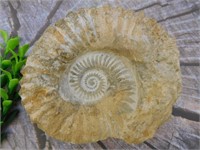 MOROCCAN FOSSIL