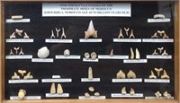Fish & Reptile Tooth Fossils Shadowbox Collection