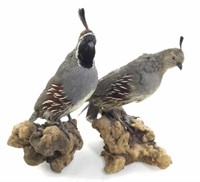 (4pc) Taxidermy Qual, Kiwi Bird Figure