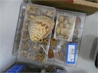 Case of coral, shells, and other