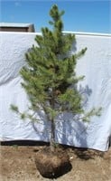 Lodgepole Pine Tree - Approx. 6'