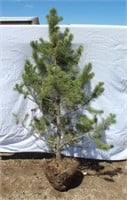 Lodgpole Pine Tree - Approx. 5'