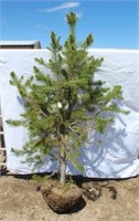 Lodgepole Pine Tree - Approx. 5.5'