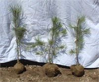 (3) Ponderosa Pine Trees