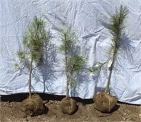 (3) Ponderosa Pine Trees