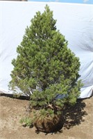 Pinyon Pine Tree - Approx. 5'