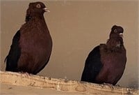 Pair-Archangel Pigeons