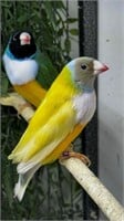 Male-Gouldian Finch-White Breast Yellow Brown Head