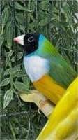 Male-Gouldian Finch-White Breast Black Head