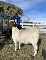 Doe-Boer Goat-Exposed to boer buck