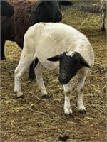 Ewe-Dorper Sheep-Exposed, 5 years
