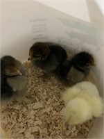 4 Chicks-Standard Cochin-Asst Colors