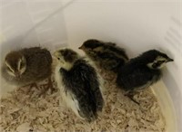 4 Chicks-Courtnix Quail- Asst, Colors