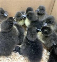 4 Ducklings-Mostly Cayuga, might be a couple calls