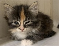 Female-Torti Kitten-8 weeks