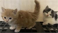 Unsexed-Longhaired Kitten-Orange, 8 weeks