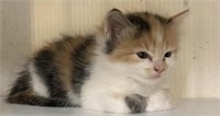 Female-Calico Kitten-8 weeks