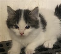 Unsexed-Blue & White Kitten-8 weeks
