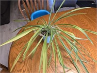 Live Plant-Solid Green Spider Plant