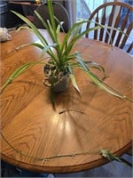 Live Plant-Solid Green Spider Plant