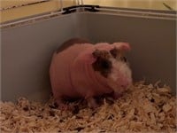 Female-Skinny Pig- 10 months old