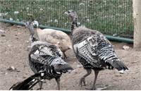 Pair-Merriams Wild Turkeys-2023 hatch