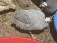 3 Unsexed-Lavender Guinea Fowl-2023 hatch