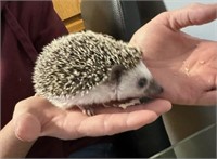Female-Hedgehog - 6 months